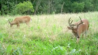 Put Your Deer Food Plots in the Right Location [upl. by Guglielma]