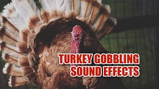 Turkey Sounds 🦃 Turkey Sound Effects 🦃 Turkey Gobbles [upl. by Hairym647]