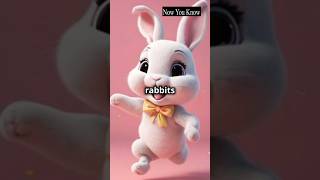 Rabbit facts rabbit shorts shortsfeed [upl. by Ahsii]