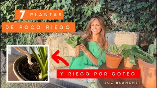 TOP 7 PLANTAS de POCO RIEGO y Riego POR GOTEO la MEJOR MANERA  Luz Blanchet [upl. by Potter475]