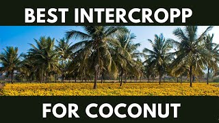 best intercropp for coconutcoconut intercropping plant [upl. by Brunhilde652]