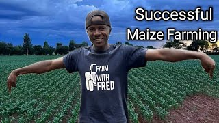 Maximize Your Maize Farming Profits with These Tips [upl. by Dolph]