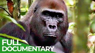 Gorillas The Gentle Giants  Free Documentary Nature [upl. by Zampino]