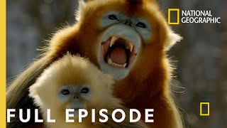 Forest of the Golden Monkey Full Episode  The Hidden Kingdoms of China [upl. by Yasibit]