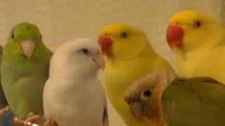 2 Parrotlets a Conure and a Ringneck [upl. by Tung]