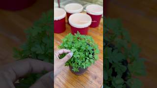 Repotting plants into biryani boxes [upl. by Udella143]