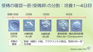 その2 胚培養士 培養室からの情報 改訂592022年 [upl. by Applegate484]