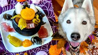 Spooky DIY Gummy Halloween Dog Treats 🎃 DIY Halloween Dog Treats [upl. by Edalb]