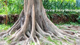 Divine Message Remember to Stay Grounded Nov 82024 [upl. by Ertnom532]