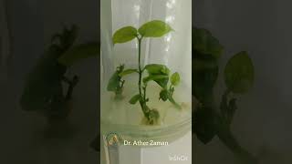 In vitro shoot proliferation of Jasmine Jasminum sp Synergistic effects of phytohormones seen [upl. by Delaine]