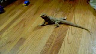 Bearded Dragons Head bobbing [upl. by Gianna]