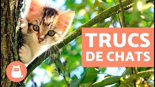 10 CHOSES QUE LES CHATS AIMENT FAIRE [upl. by Aynotan]