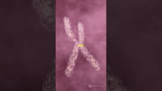 Why are Men going EXTINCT😮🔥 genetics chromosome subscribe shorts biology [upl. by Legyn]