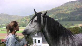 Wenn Pferde flüstern Lene Husch und ihre Pferde When Horses Whisper [upl. by Airol943]