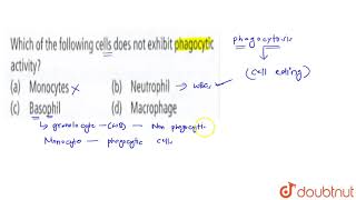 Which of the following cells does not exhibit phagocytic activity [upl. by Aleacin115]