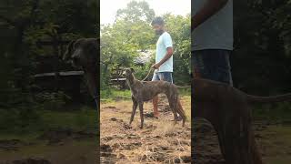 Mudhol hound Dog breed [upl. by Hanoy]