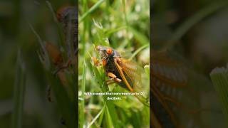 Cicada The Loudest Insect on Earth – Discover the Noisy World of Cicadas [upl. by Llerahc16]