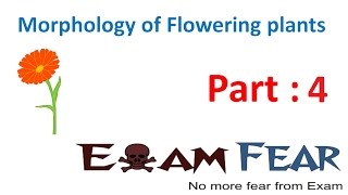 Biology Morphology of Flowering Plants part 4 Root parts CBSE class 11 XI [upl. by Anelehs608]