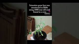 1000 year old seed found in a cave bible video viralshorts [upl. by Nevad]