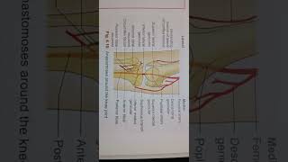 Anastomoses around Knee joint physiotherapy important  medical students  📚📝👈📒🦴💉👀📚📚📚📚📚 [upl. by Checani]