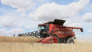 Case IH AxialFlow 9120 en 1070m  rapeseed harvest [upl. by Beasley]