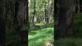 Close Encounter With A Deer🦌deeroutdoorsshorts [upl. by Hanad]