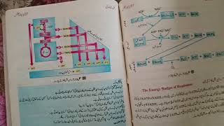 what is Respiration  Aerobic and anaerobic respirationBiology lesson 9th class guess paper 2024 [upl. by Reinald]