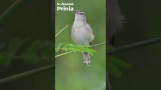 Rufescent Prinia  Western Ghats  Nikon Z6III  180 600 zoom Lens [upl. by Roe606]