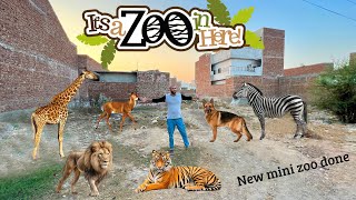 New Zoo Banwa Rhy Hain hum Congratulations 🎉 [upl. by Rehsu]