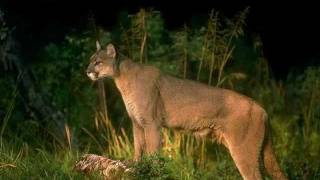 Mountain Lion Biology [upl. by Are]