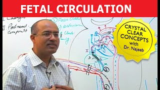 Fetal Circulation  Embryology  Dr Najeeb [upl. by Denice]