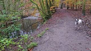 Duxbury Ancient Woodland walk through [upl. by Sanyu386]