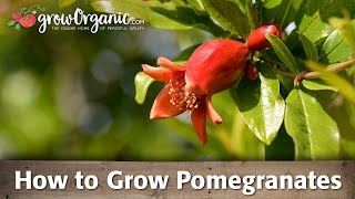 How to Grow Organic Pomegranates [upl. by Dorcas283]