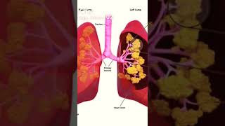 Structure of lungs [upl. by Gilus925]