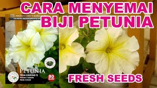 Cara Menyemai Biji Petunia Prism Sunshine F2 Untreated Seeds [upl. by Harrow]