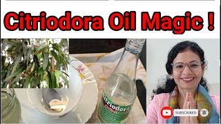 Citriodora oil Magical Benefits on hair and body ll How to use [upl. by Akinehs927]