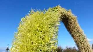 Agave attenuata flower  Lions tail  Swans neck  Foxtail Flower HD 04 [upl. by Nitsoj]