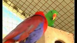 Parrot Facts  Eclectus Parrot dimorphism [upl. by Chapell]