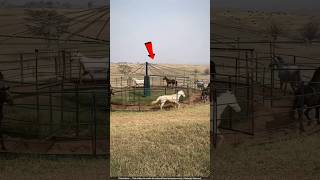 देखिए घोड़े के बच्चों को ट्रेनिंग कैसे देते हैं 😯 horse training [upl. by Darlene]