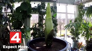 Stinky corpse flower nearly ready to bloom in Dexter Township [upl. by Yerok]