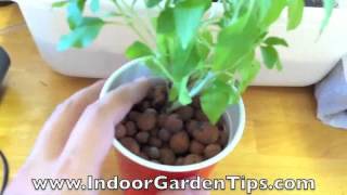 Indoor Garden Tips  Hydroponics  Transplanting Herbs From Containers To Hydroponic System [upl. by Rise]