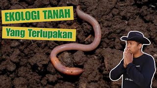 TANAH INI ANTI PUPUK  SUBUR TANPA PUPUK [upl. by Beaufert]