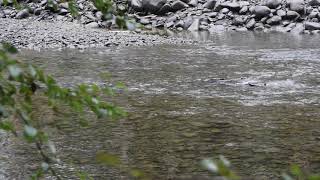 Return of Salmon to the Elwha River [upl. by Adnavoj664]