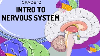 EASY TO UNDERSTAND  Introduction to Nervous System [upl. by Immot]