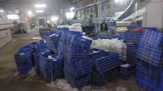 tape plant polypack [upl. by Narahs]