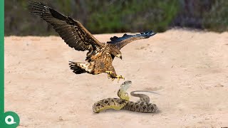 This Stupid Hawk Attacked the Wrong SnakeIt Paid Its Life [upl. by Heeley]