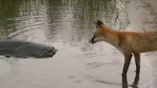 CATFISH VS FOX by Catfish World [upl. by Hebe]