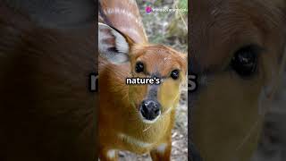 5 Mind Blowing Facts About Sitatunga [upl. by Helsell624]