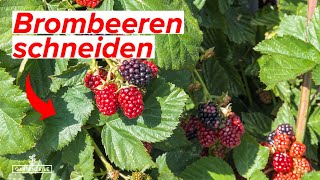 Brombeeren schneiden  Darauf solltest du unbedingt achten Wann Wie Wie oft [upl. by Rimidalb]