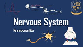 3 Neurotransmitters [upl. by Tada404]